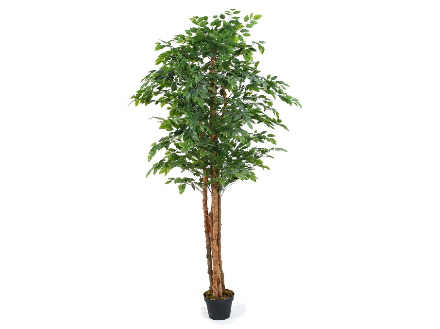 Ficus Tree – 1000Green