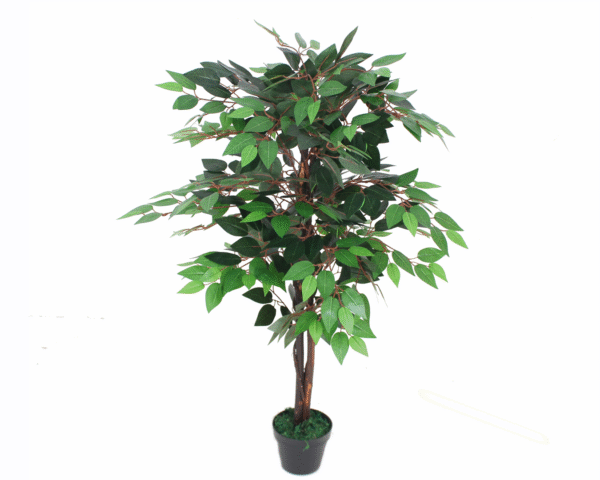 FICUS