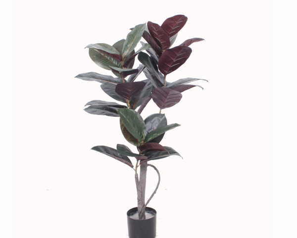 Rubber Tree