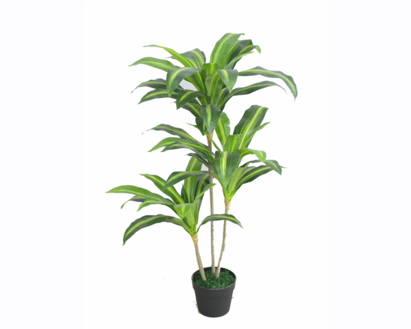 Dracaena