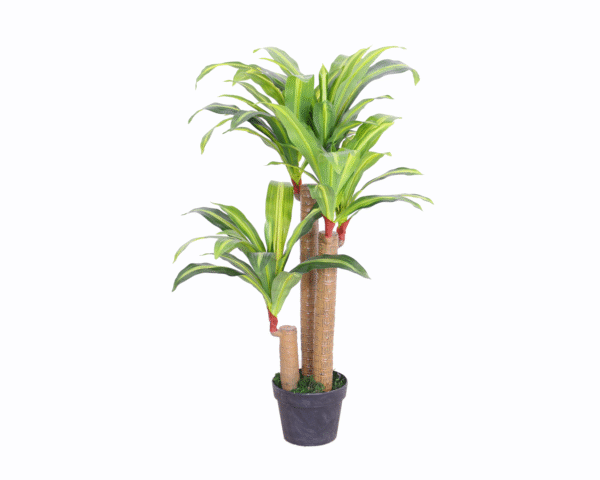 Dracaena