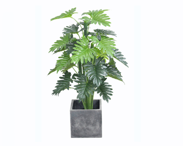 Philodendron
