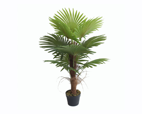 Fan Palm