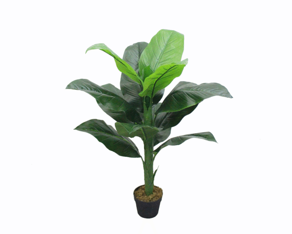 Ever Green Plant