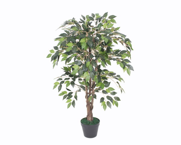 MINI FICUS