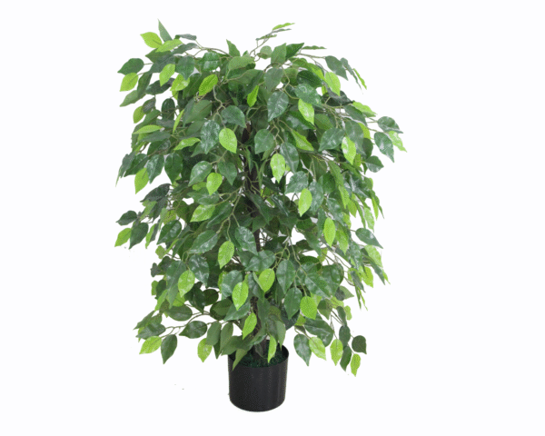 FICUS