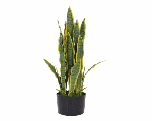 Sansevieria
