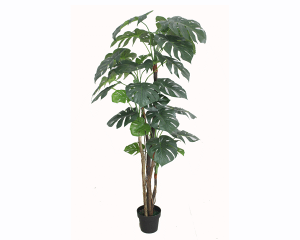 Monstera Tree