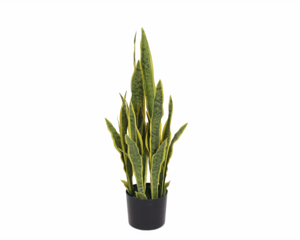 SNAKE PLANT (Sansevieria)