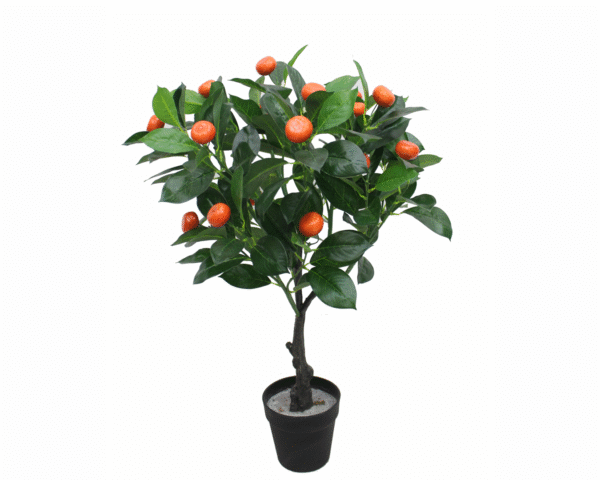 Orange Plant