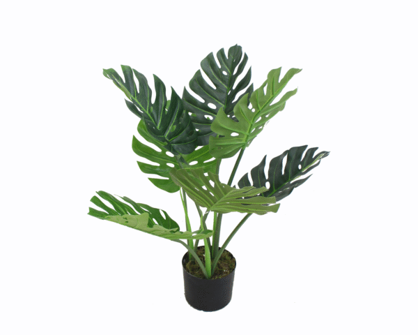 Monstera