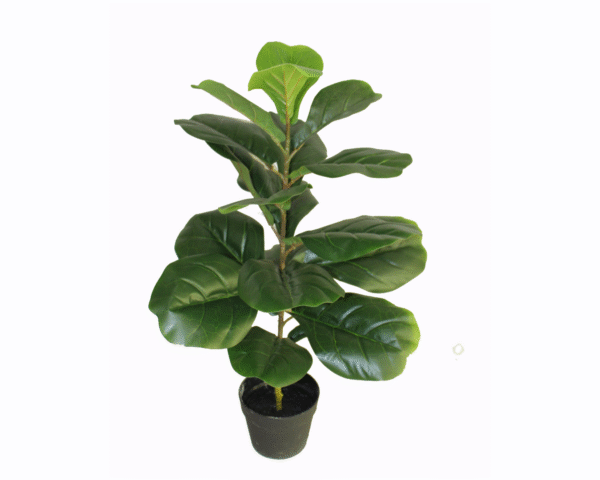 Fiddle Fig