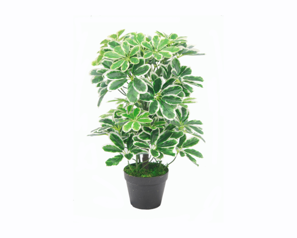 Umbrella Plant