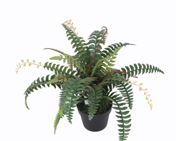 Fern