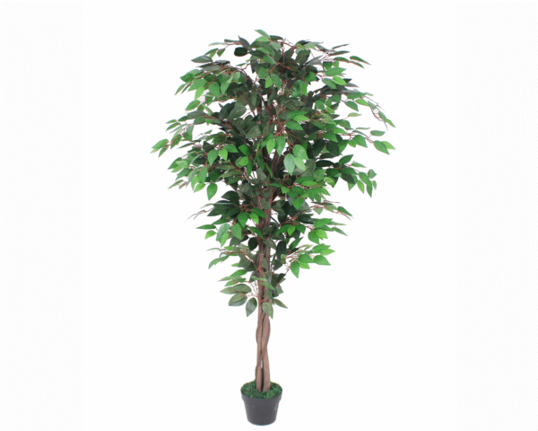 Ficus Tree
