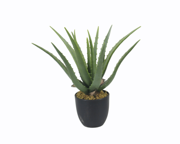 Aloe