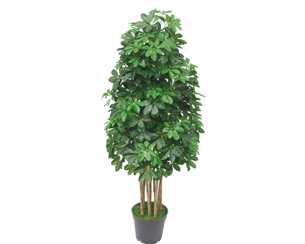 Umbrella Plant