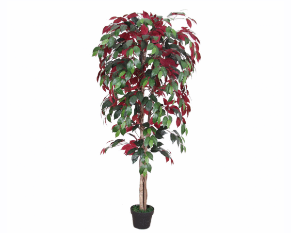 Ficus Tree