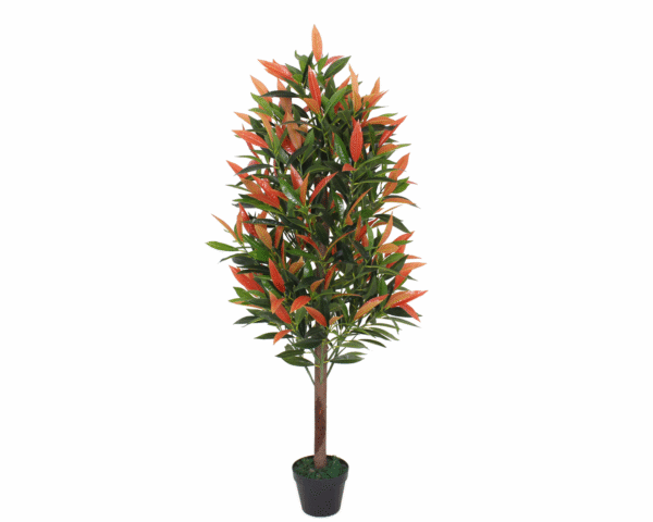 Photinia