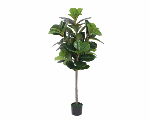 Fiddle Fig