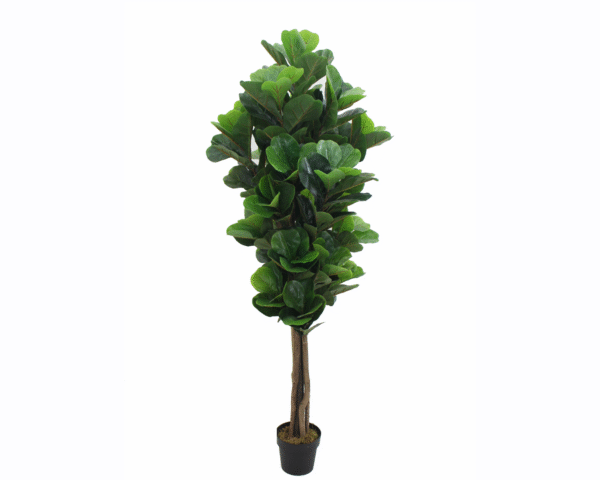 Fiddle Fig Leaf Tree