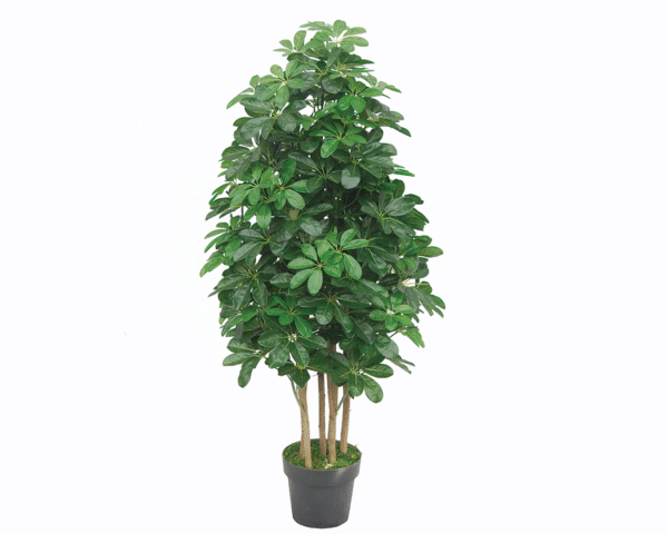 Umbrella Plant