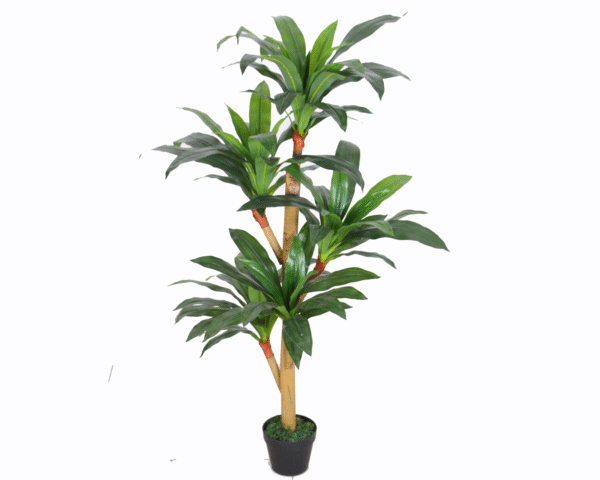 Dracaena