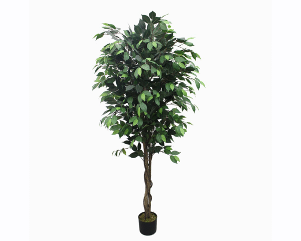 Ficus Tree