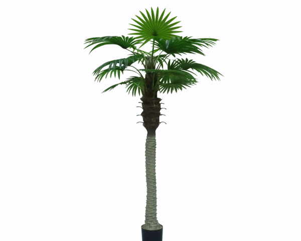 Fan Palm Tree