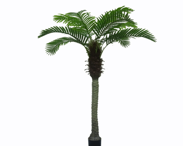 Phoenix Palm Tree