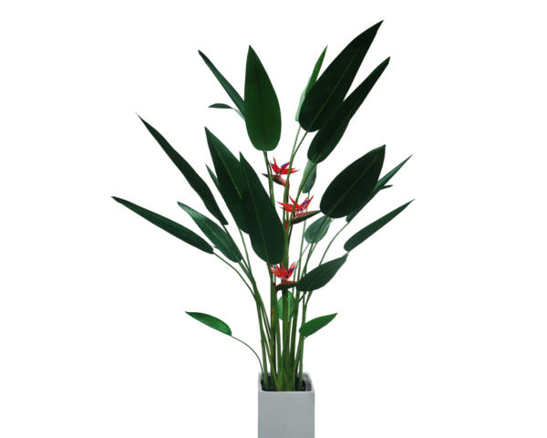 Bird of Paradise Tree