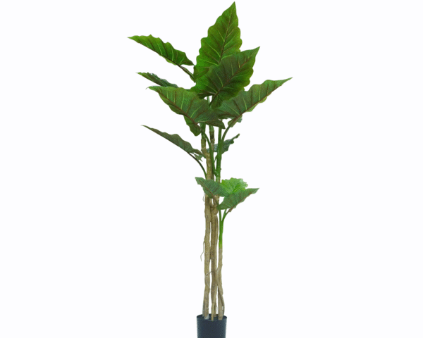 Taro Tree