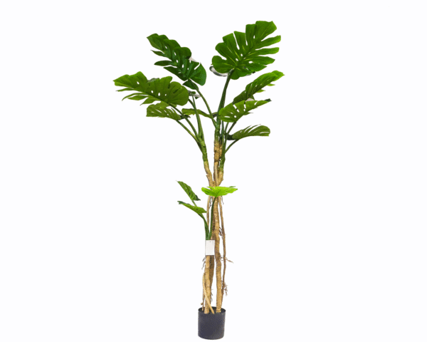 Monstera Tree