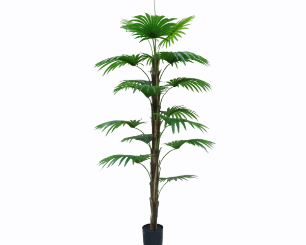 Fan Palm Tree