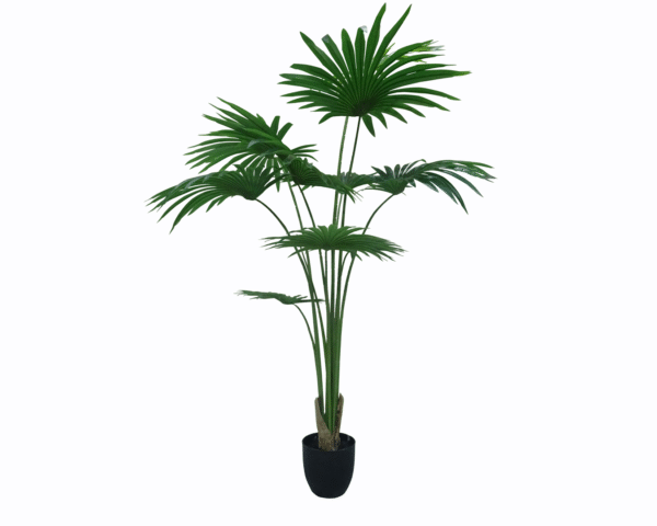 Fan Palm Tree