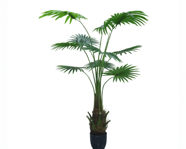 Fan Palm Tree