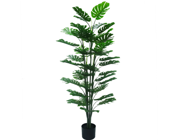 Monstera Tree