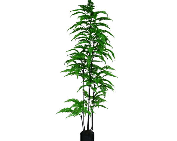 Fern Tree