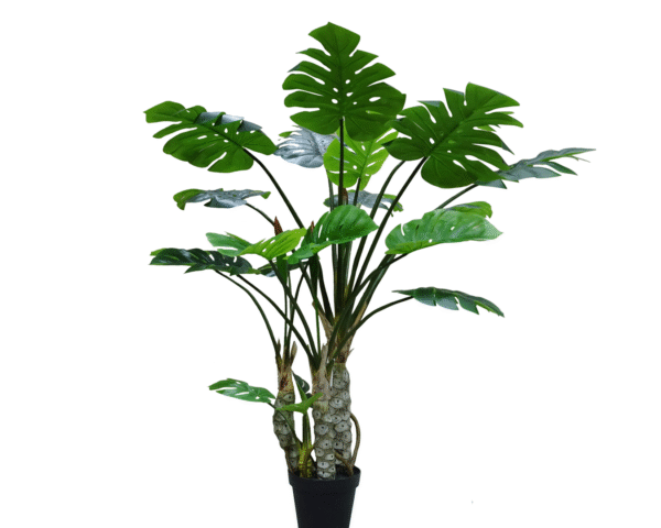 Monstera  Tree