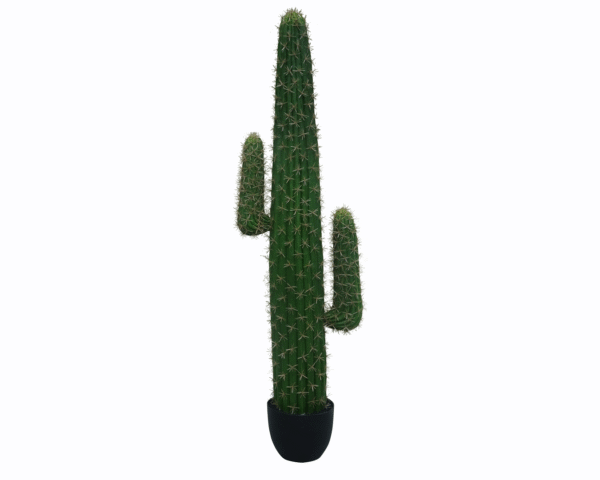 Cactus Plant