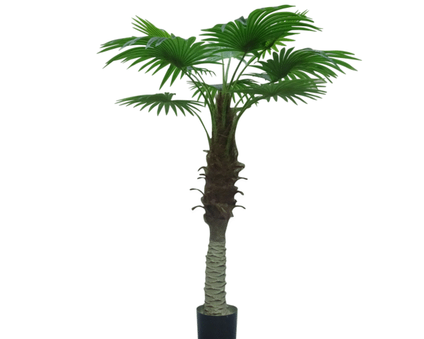 Fan Palm Tree