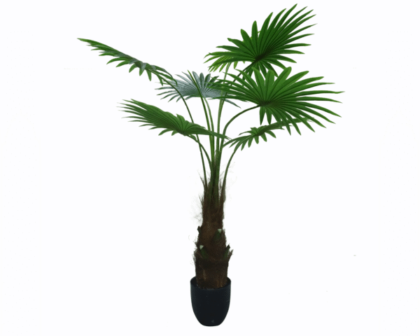 Fan Palm Tree