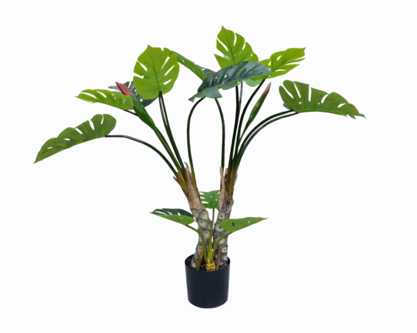 Monstera Tree