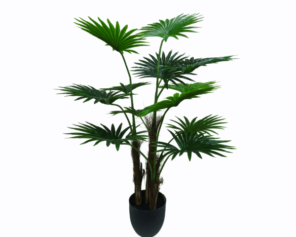 Fan Palm Tree
