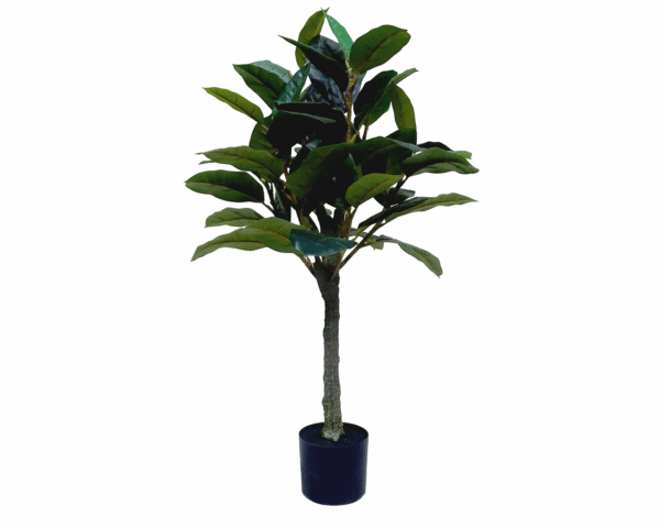Rubber Tree