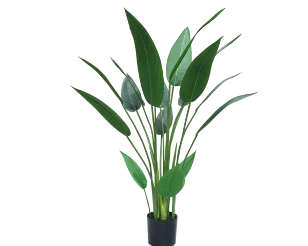 Bird of Paradise Tree