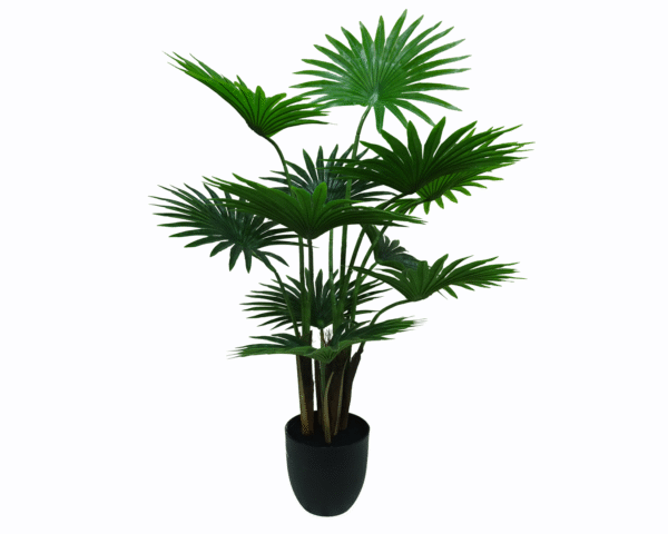 Fan Palm Tree