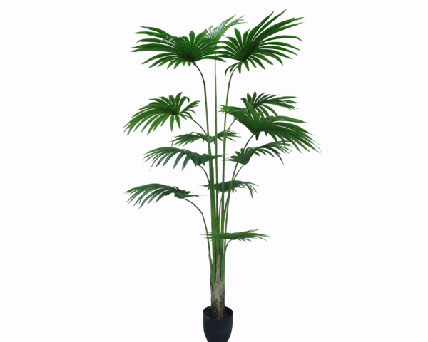 Fan Palm Tree