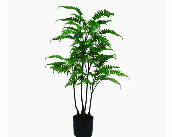 Fern Tree