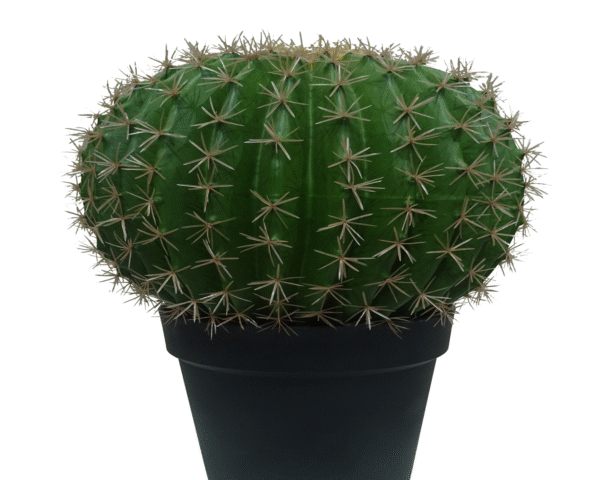 Cactus Plant